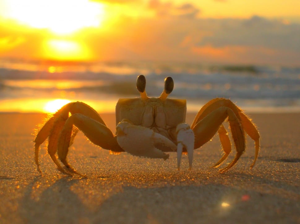 orange crab on beach during sunset preview