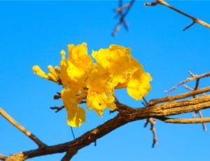 yellow flower thumbnail