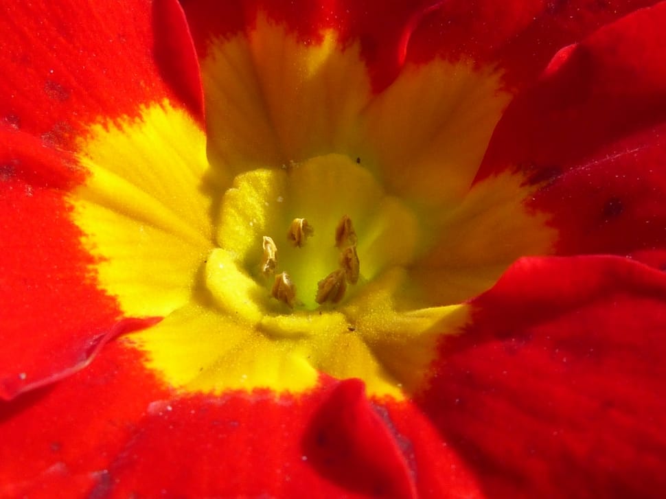 yellow and red petaled flower preview