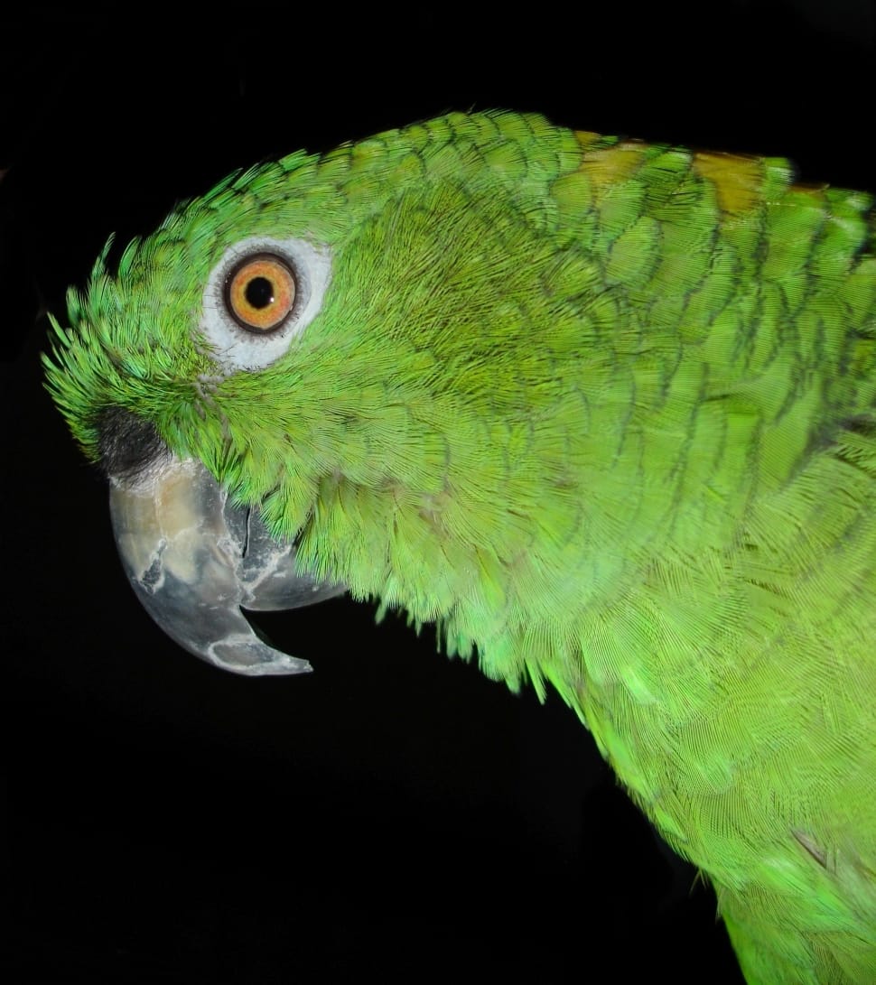 Yellow Neck Amazone, Bird, Parrot, parrot, bird preview