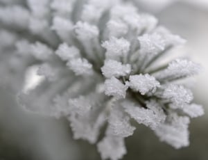 Plant, Fog, Hoarfrost, Autumn, Cold, winter, no people thumbnail