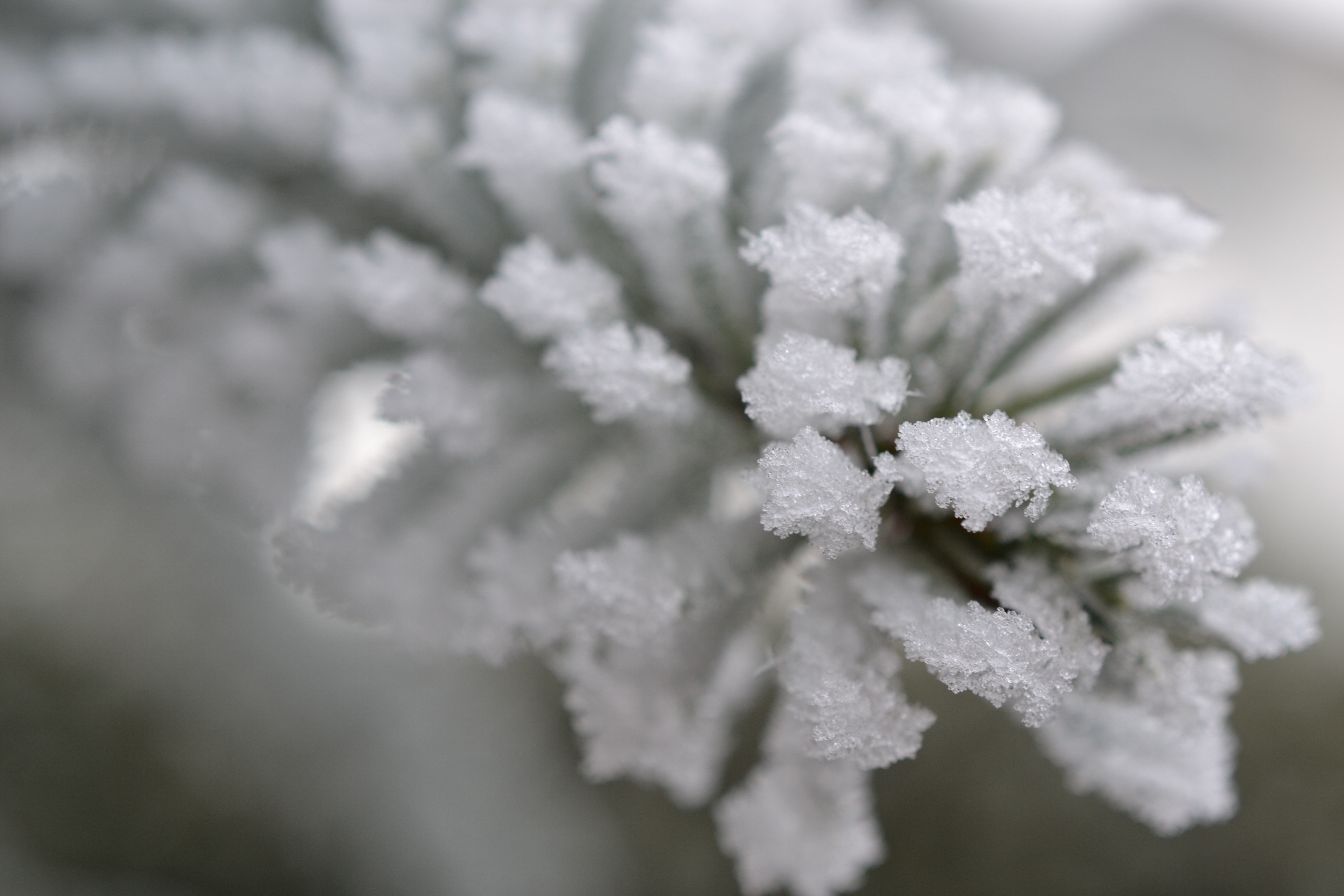 Plant, Fog, Hoarfrost, Autumn, Cold, winter, no people