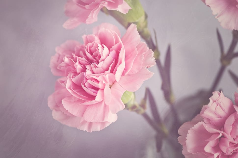 pink carnation  flower preview