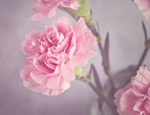 pink carnation  flower thumbnail