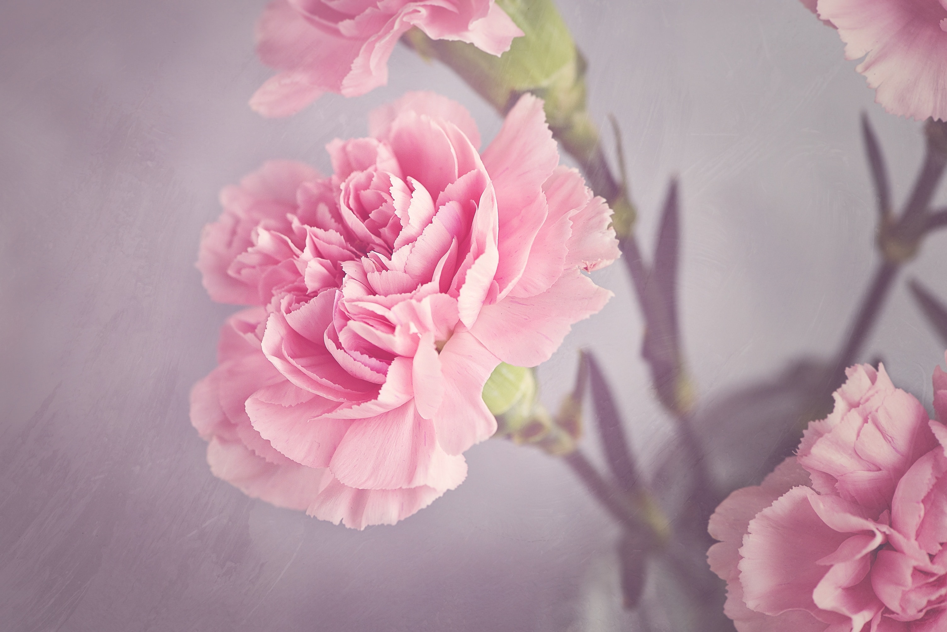 pink carnation  flower