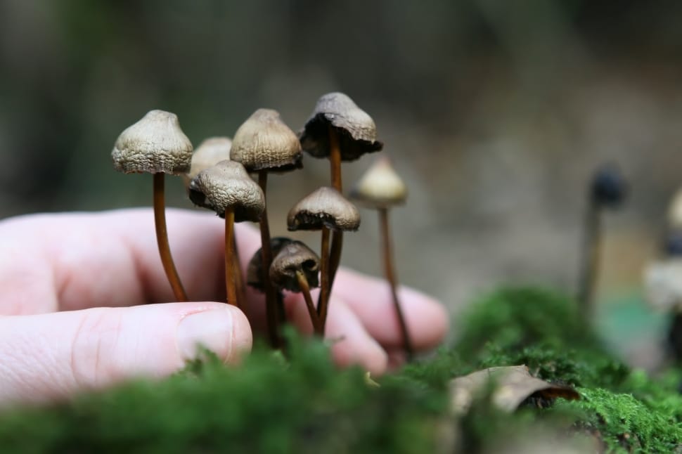 brown mushroom plants preview