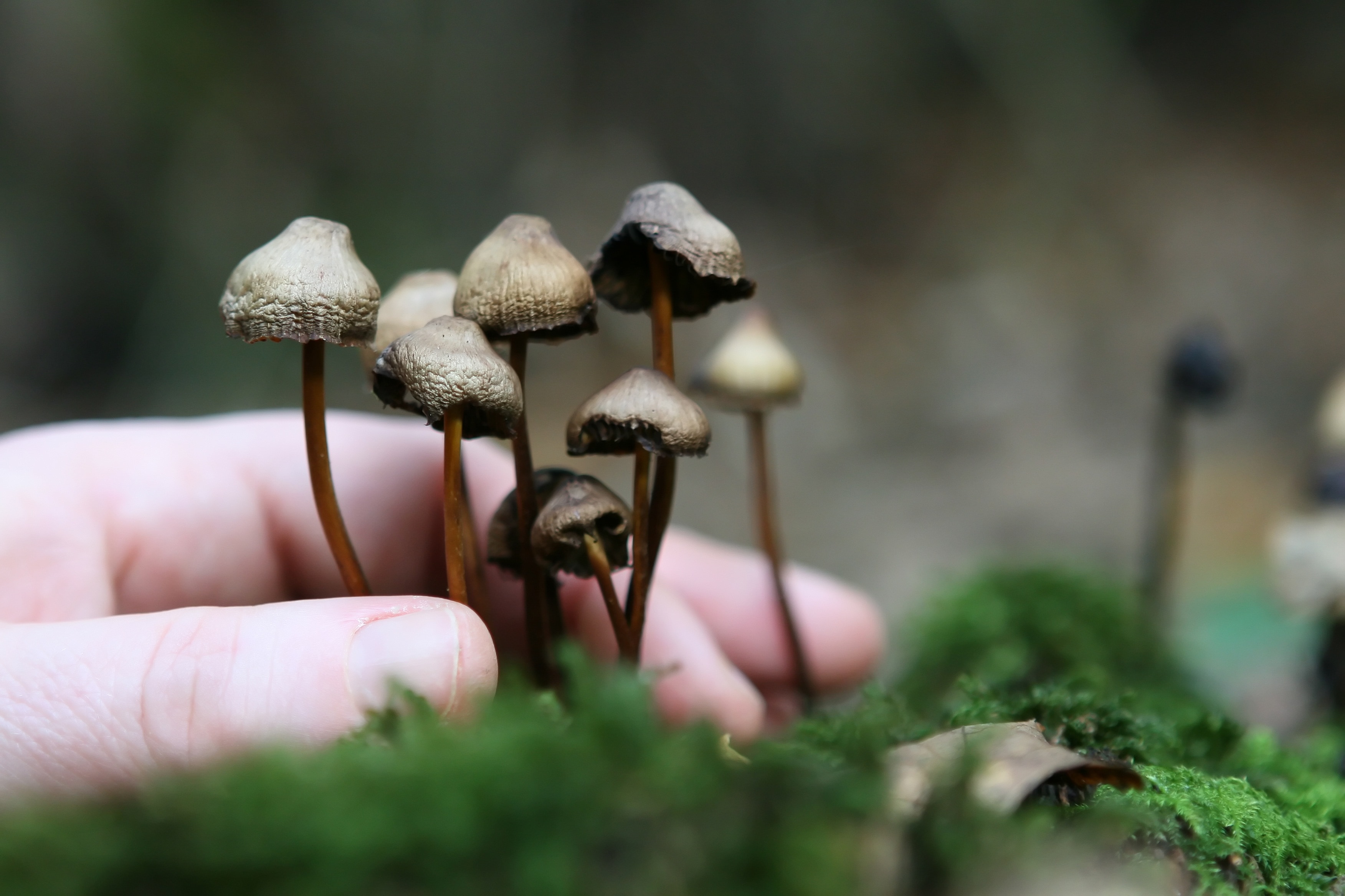 brown mushroom plants
