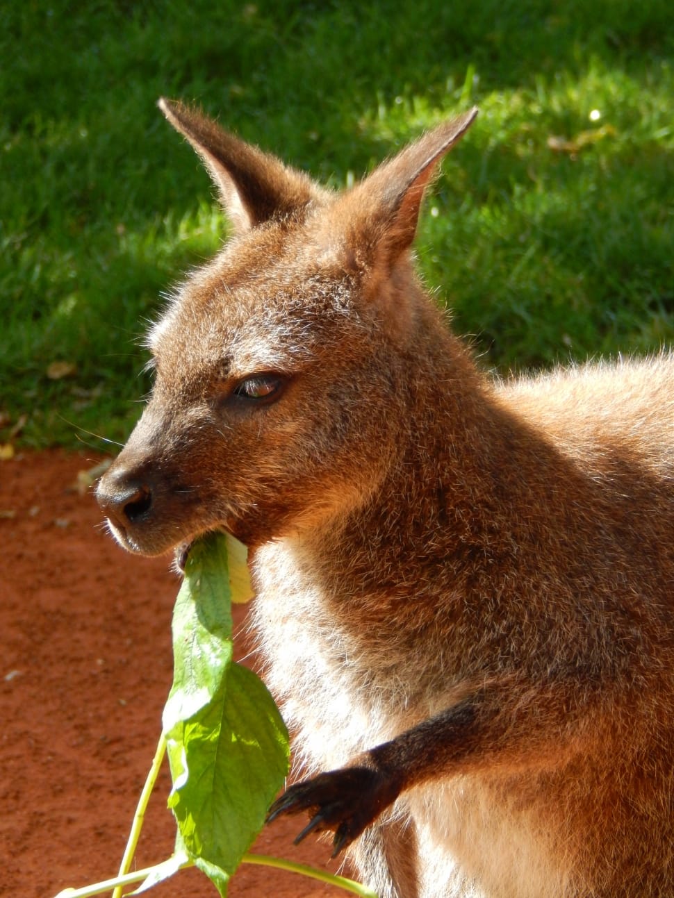 brown kangaroo preview
