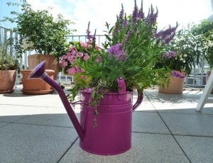Garden, Watering Can, Casting, Purple, flower, pink color thumbnail