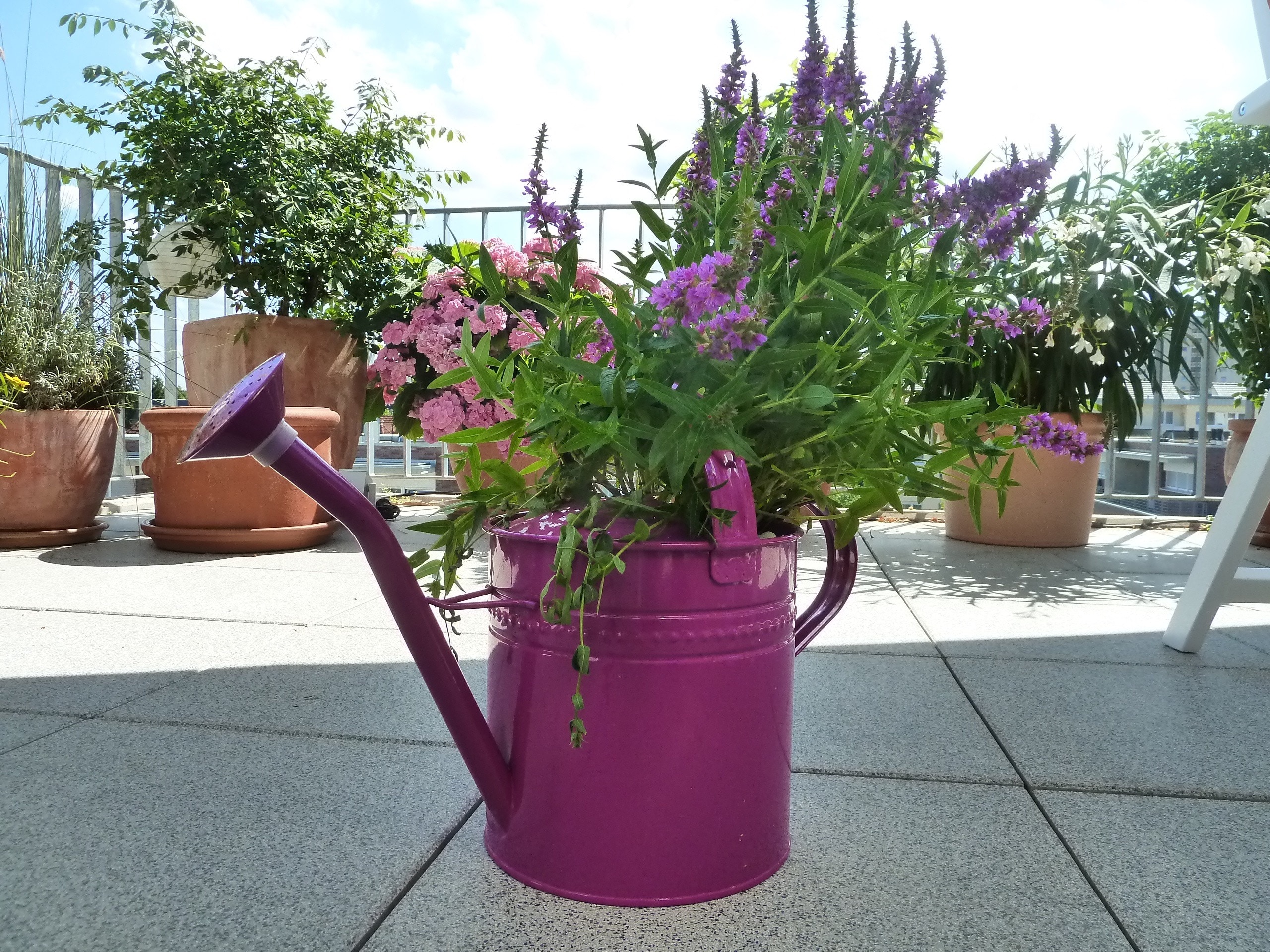 Garden, Watering Can, Casting, Purple, flower, pink color