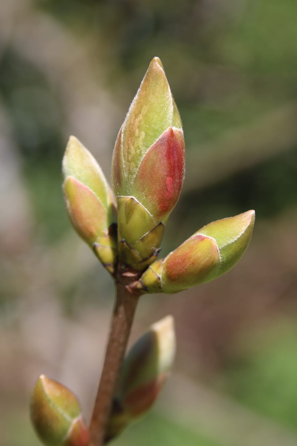 Green, Plant, Nature, Bud, Spring, growth, fruit preview