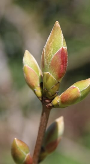Green, Plant, Nature, Bud, Spring, growth, fruit thumbnail