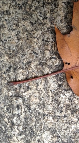 Fall, Brown, Leaves, Leaf, Autumn, day, work tool thumbnail