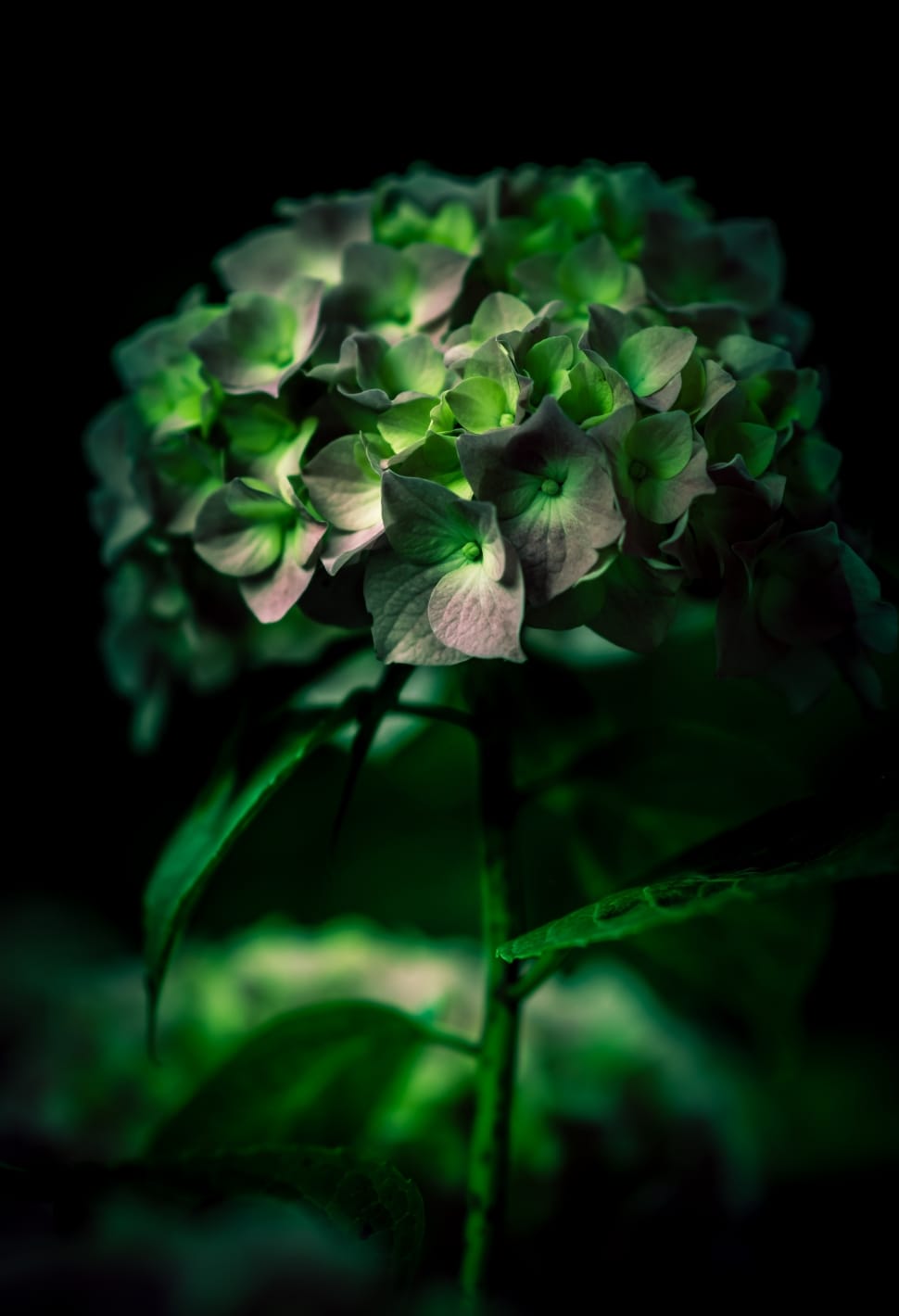 green and white flower bouquet preview