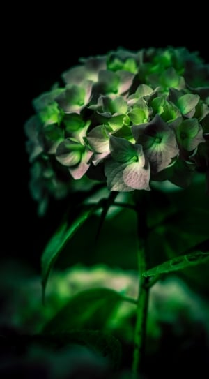 green and white flower bouquet thumbnail