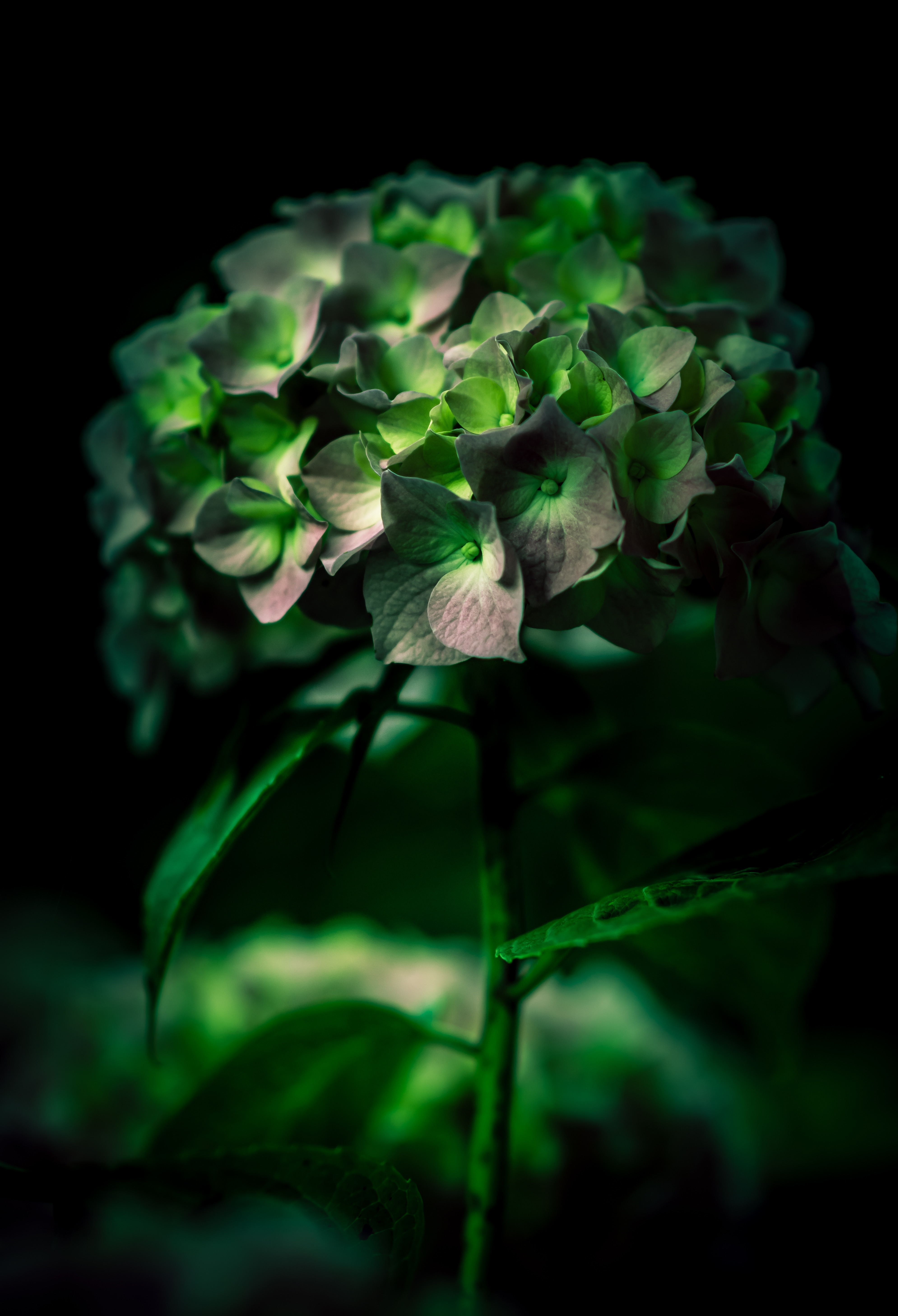 green and white flower bouquet