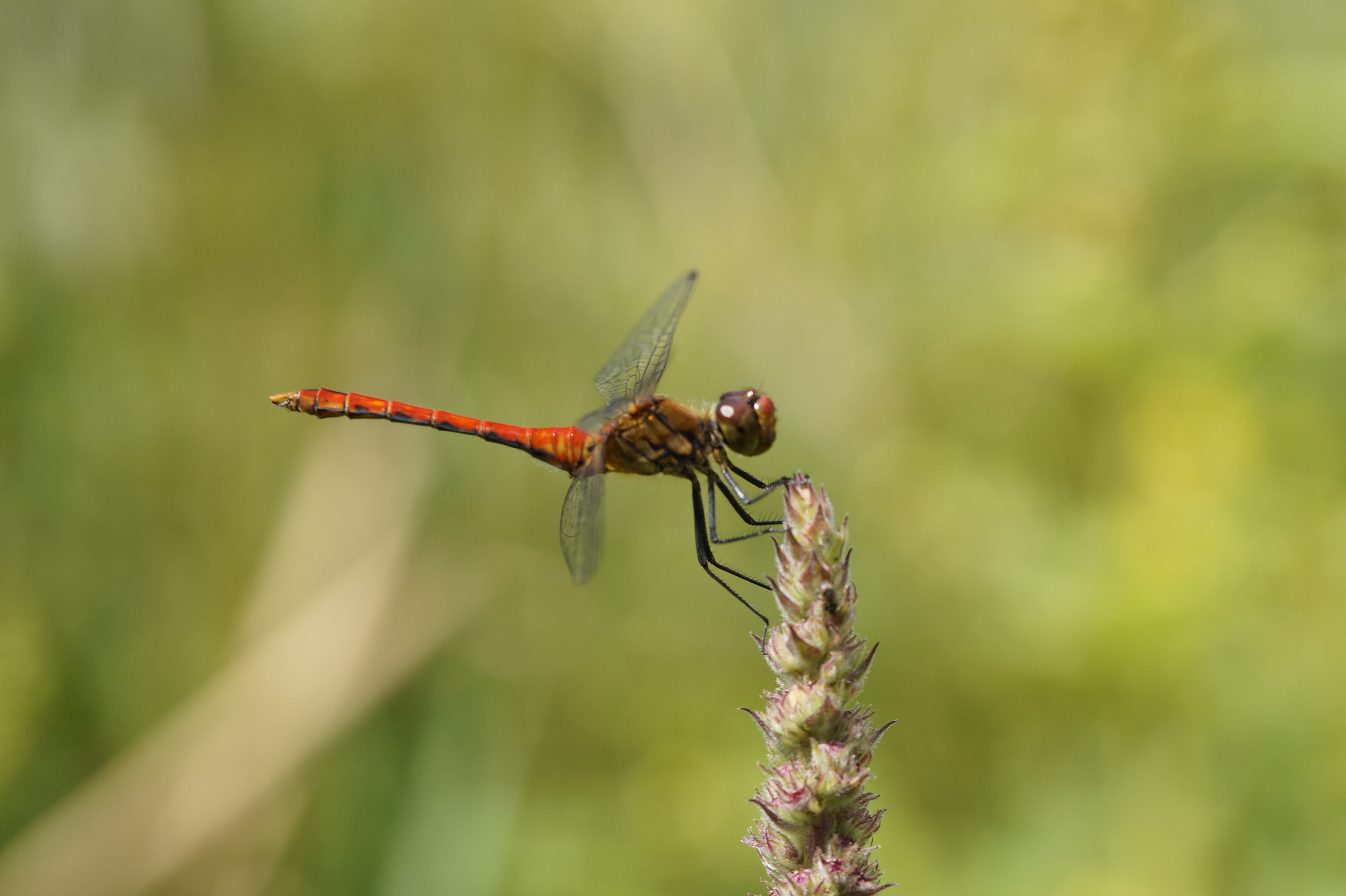 brown and black dragonfly