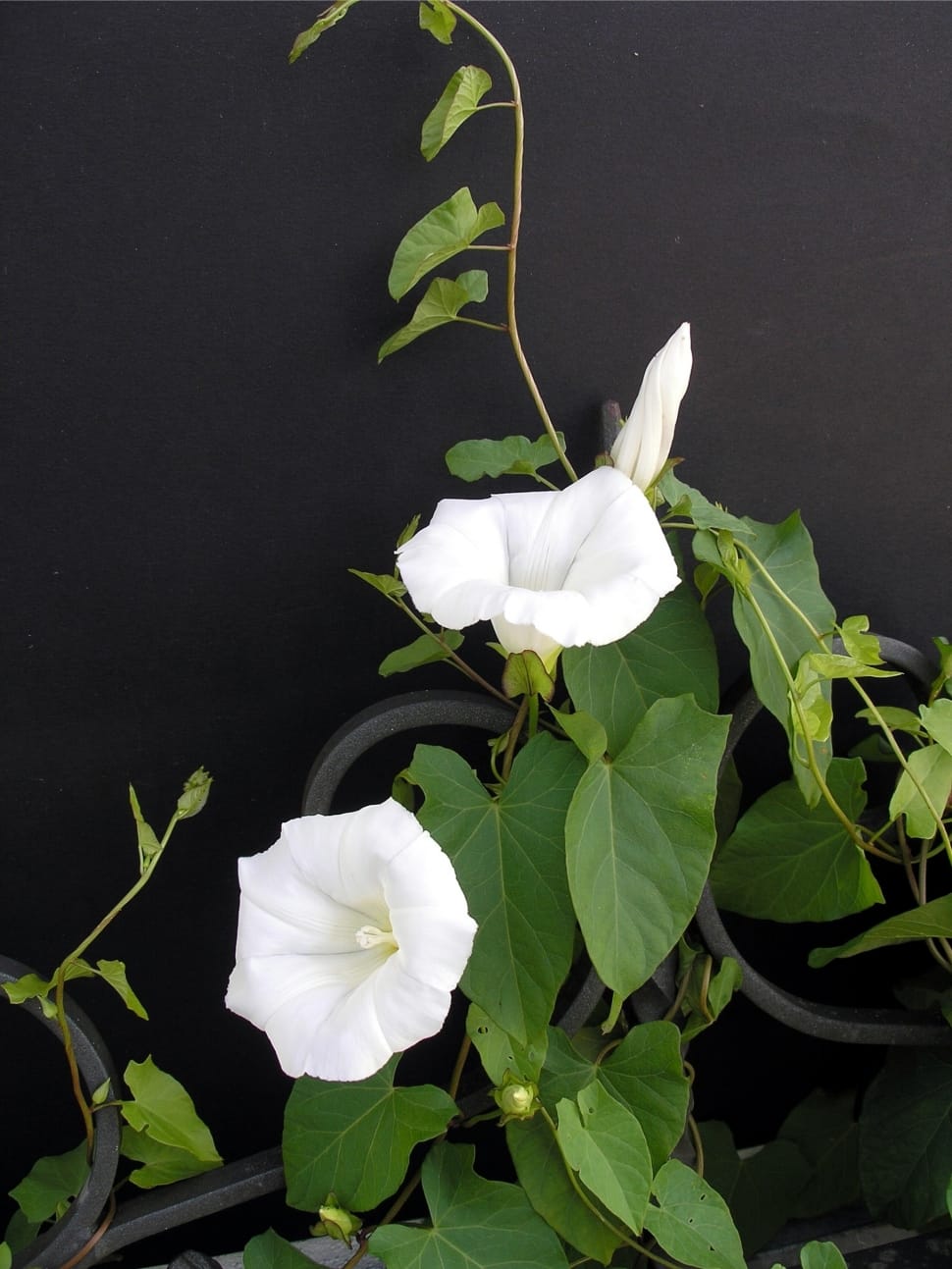 white gumamela flower preview