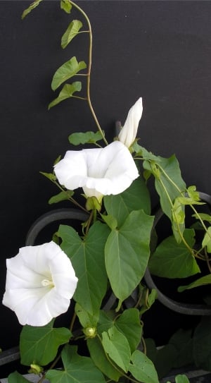 white gumamela flower thumbnail