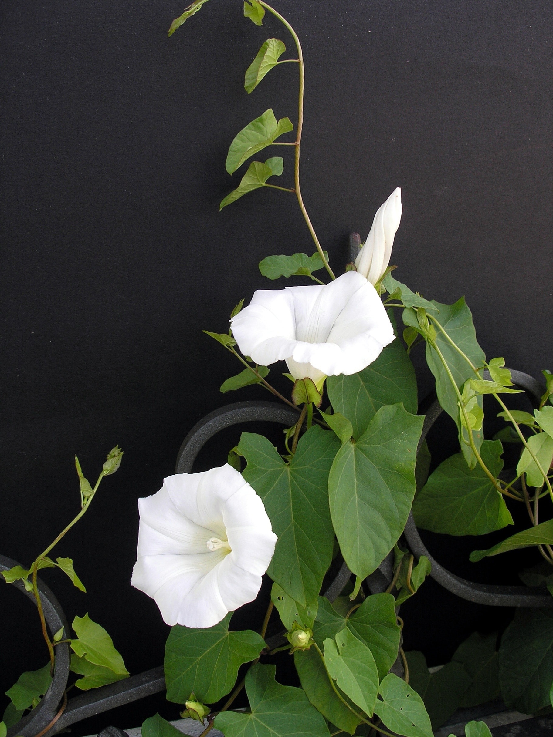 white gumamela flower