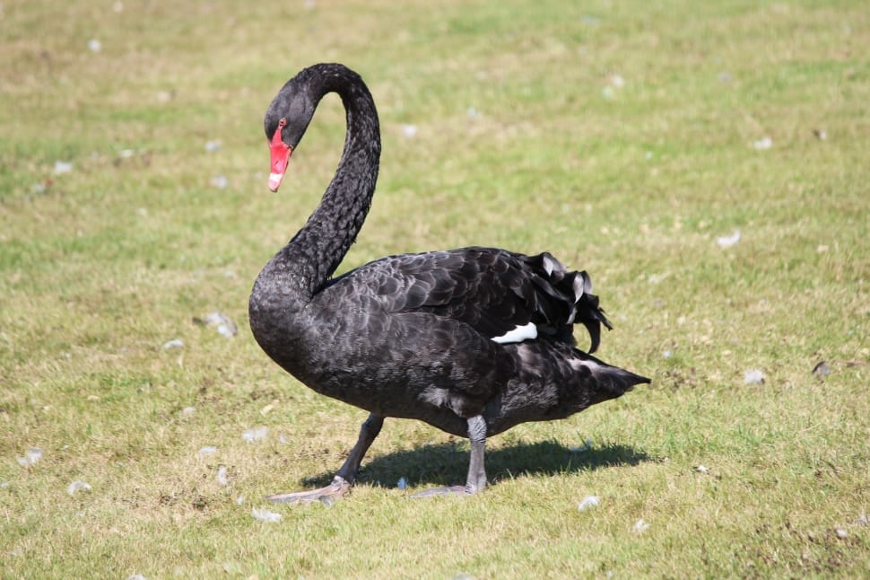black swan preview