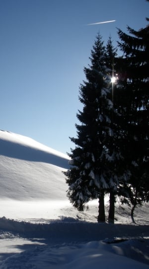 pine tree on snow covered mountain during daytime thumbnail