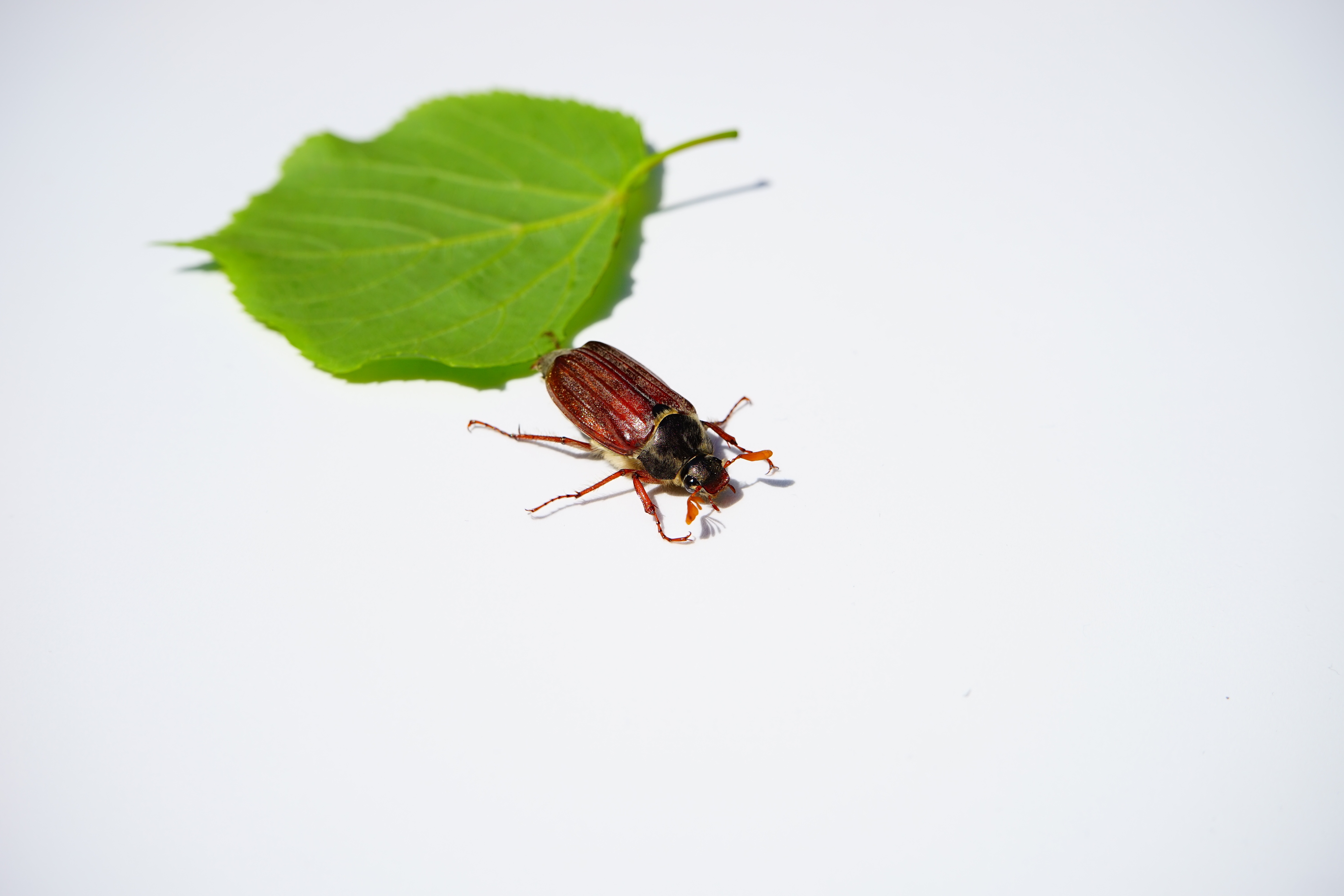brown beetle near leaf