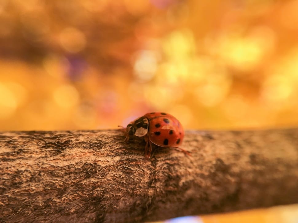 red coccinellidae preview
