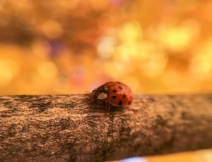 red coccinellidae thumbnail