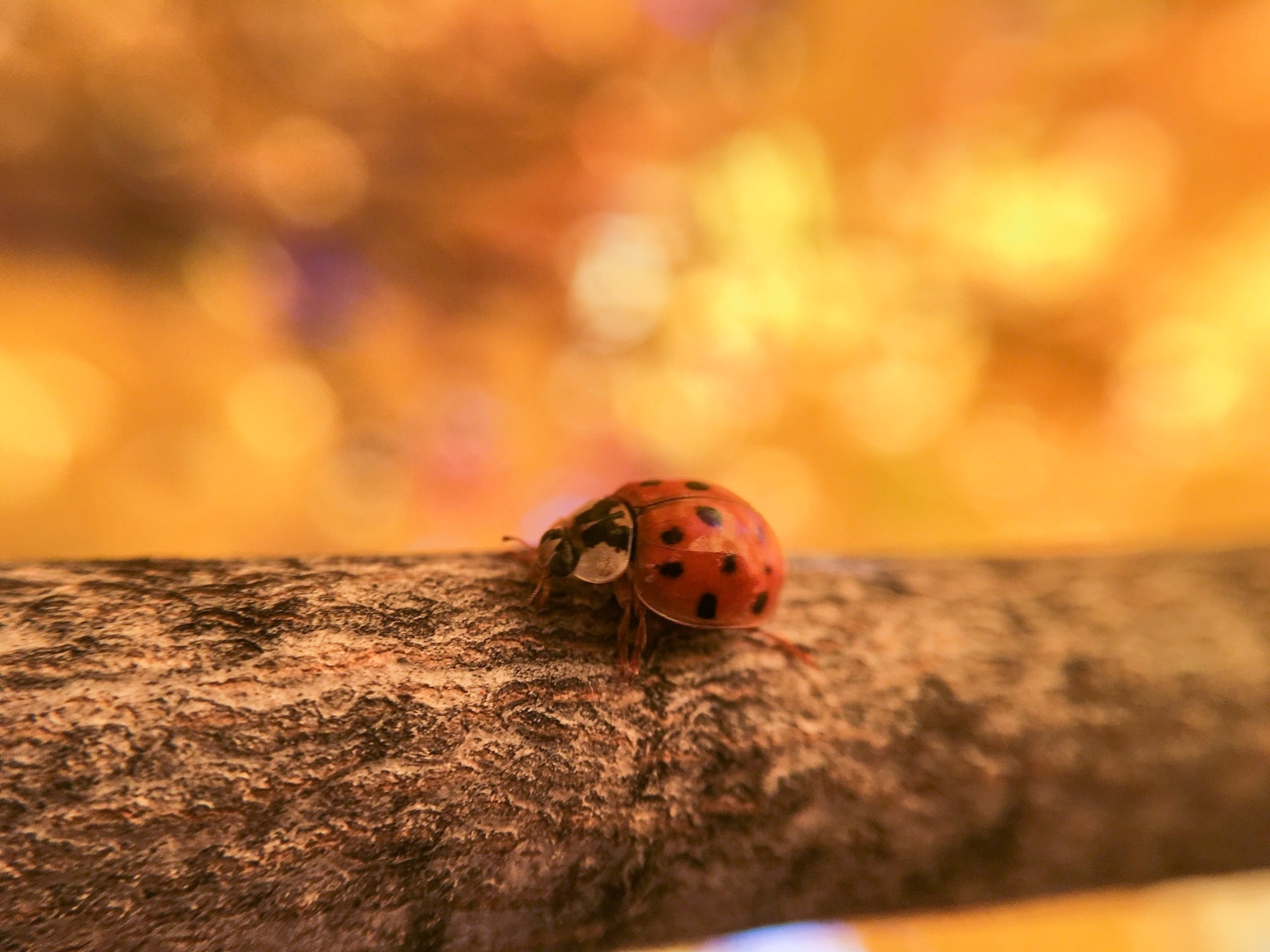 red coccinellidae