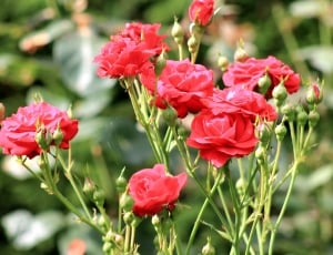 red rose flowers on selective focus photography thumbnail