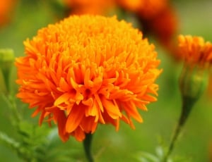 orange spider chrysanthemums thumbnail
