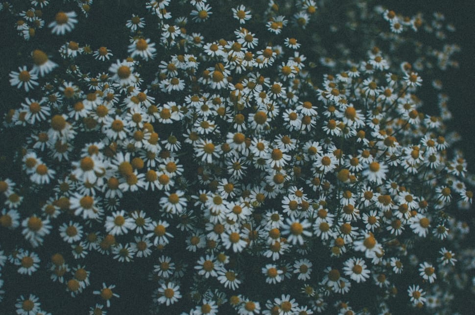 daisy flower field preview