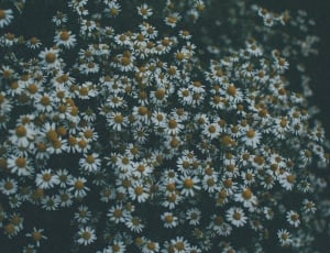 daisy flower field thumbnail