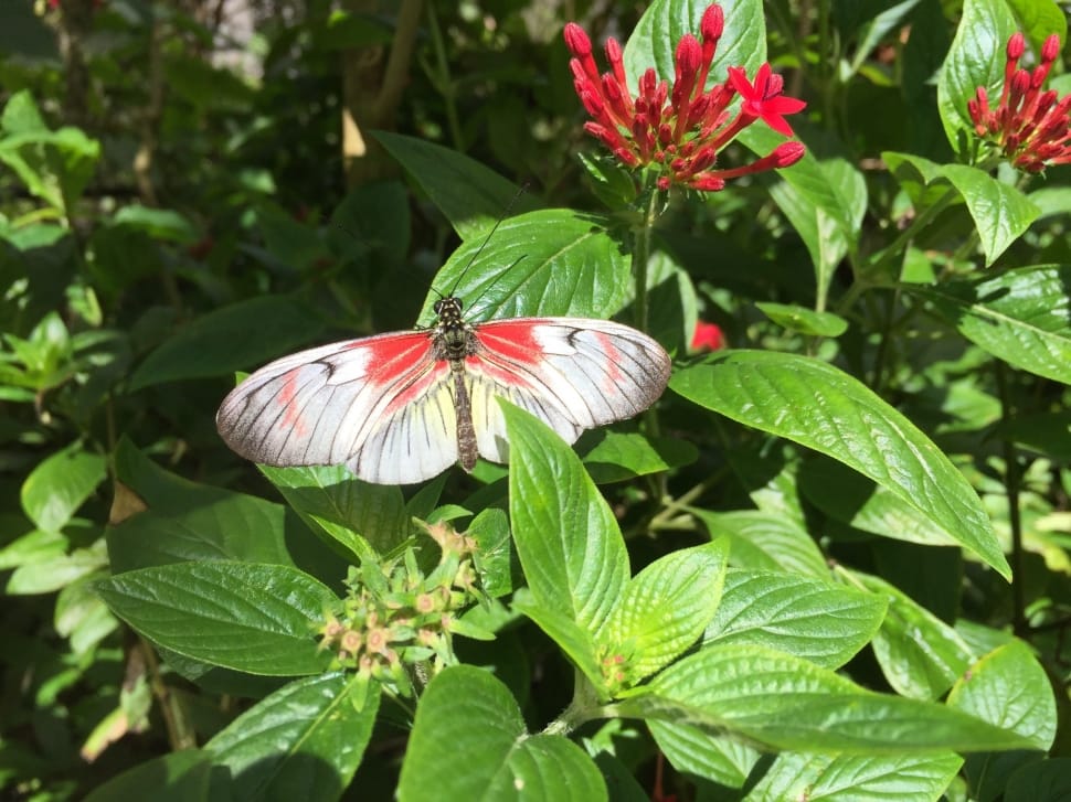 white and red butterfly preview