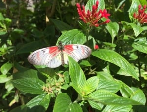 white and red butterfly thumbnail