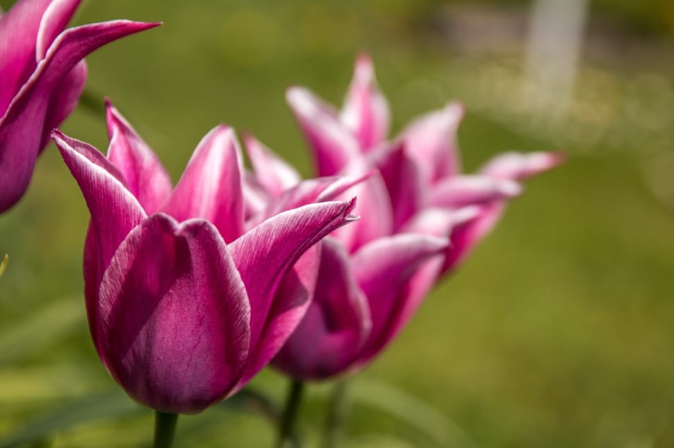 Tulips, Bloom, Nature, Blossom, Macro, pink color, flower preview