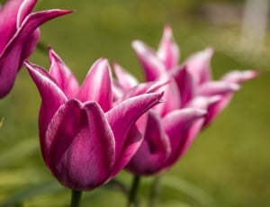 Tulips, Bloom, Nature, Blossom, Macro, pink color, flower thumbnail