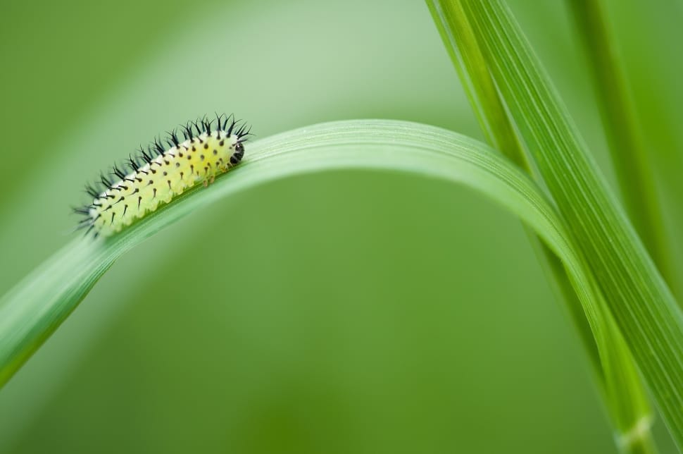 caterpillar on elongated leaf during daytime preview
