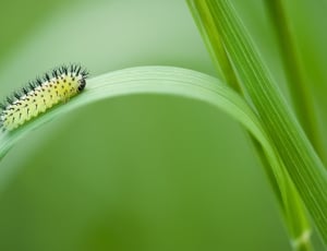 caterpillar on elongated leaf during daytime thumbnail
