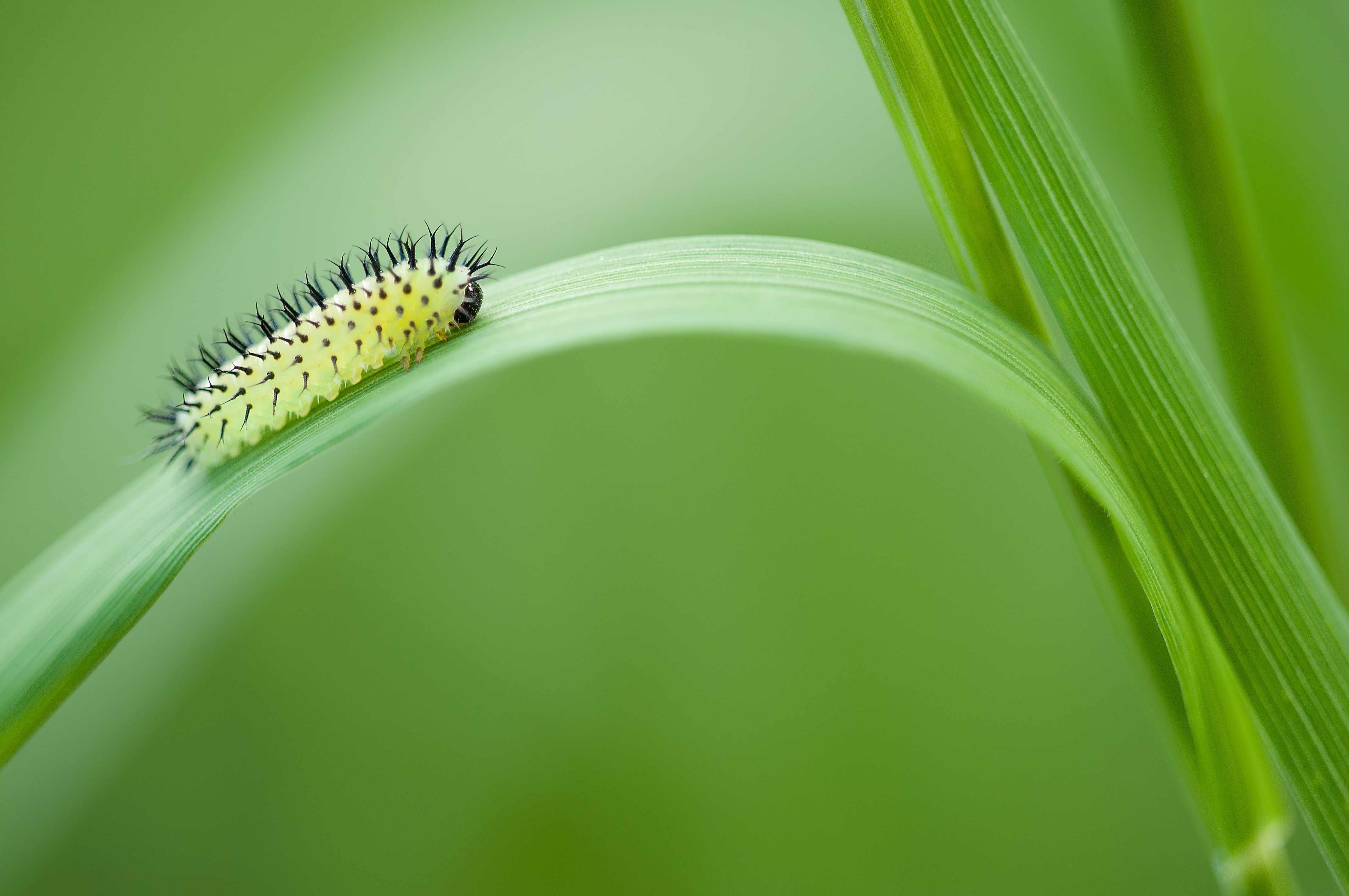 caterpillar on elongated leaf during daytime