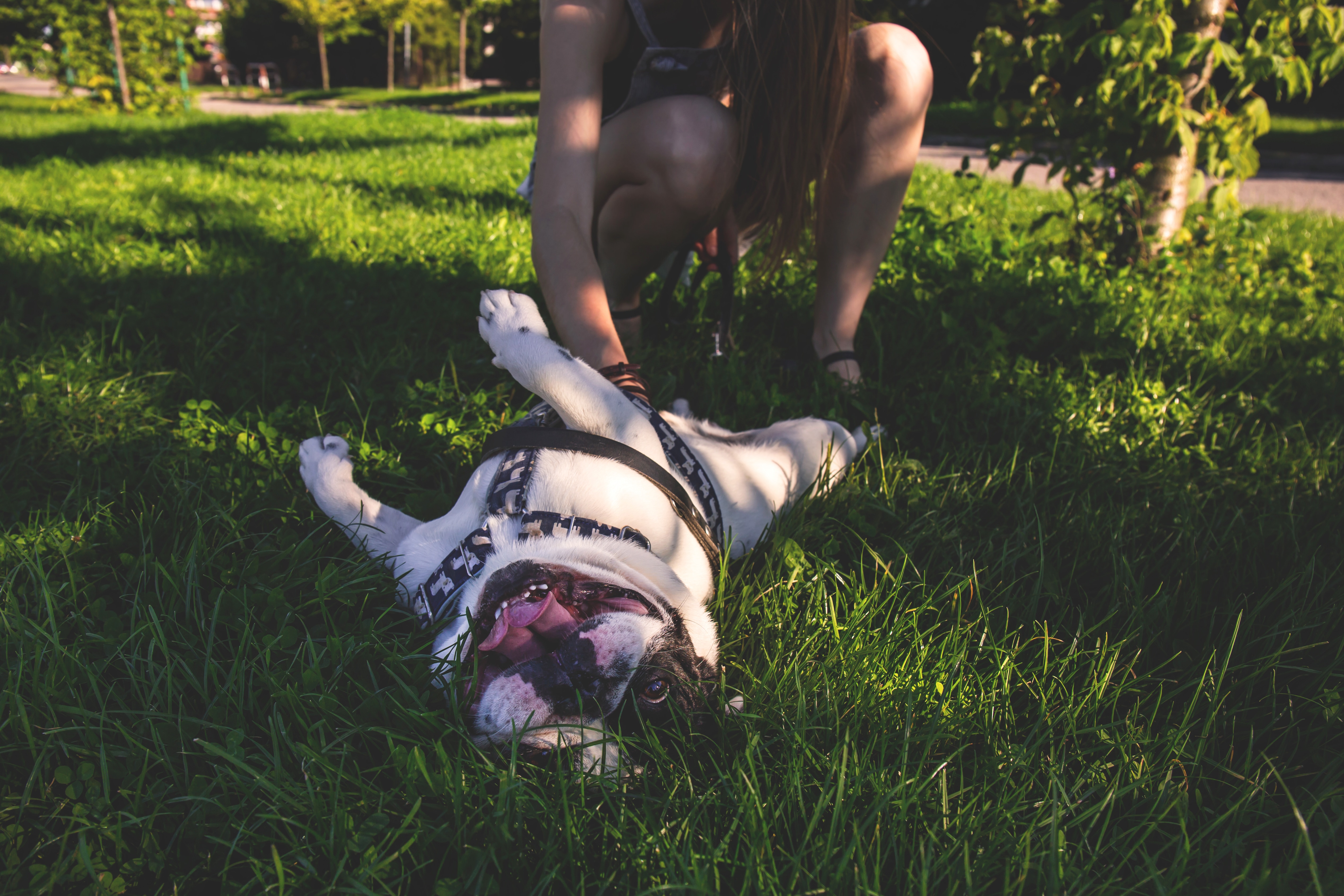 woman kneeling and holding white short coat dog lying on green grass during daytime