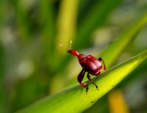 red rice weevil thumbnail