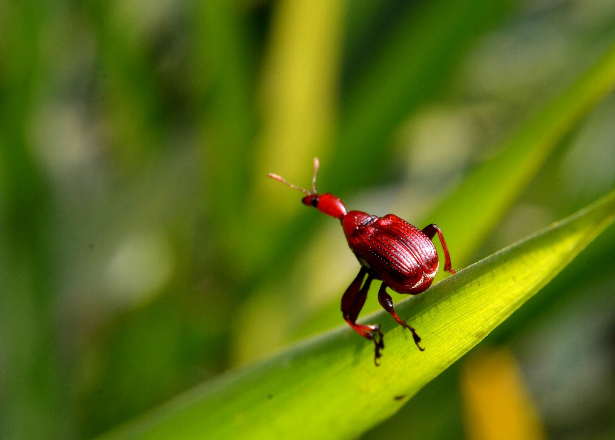 red rice weevil