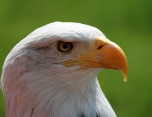 Adler, White, White Tailed Eagle, bird, beak thumbnail