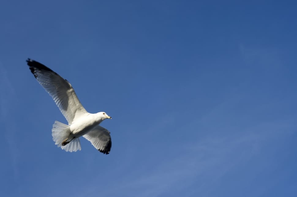 photo of white and grey feathered bird preview
