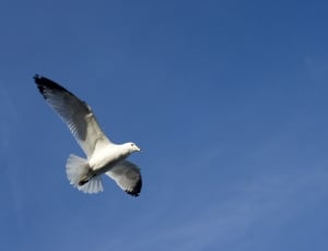 photo of white and grey feathered bird thumbnail