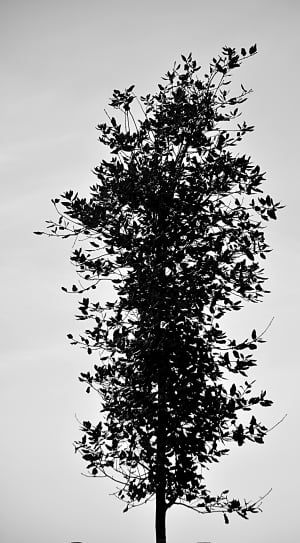black leaved tree thumbnail