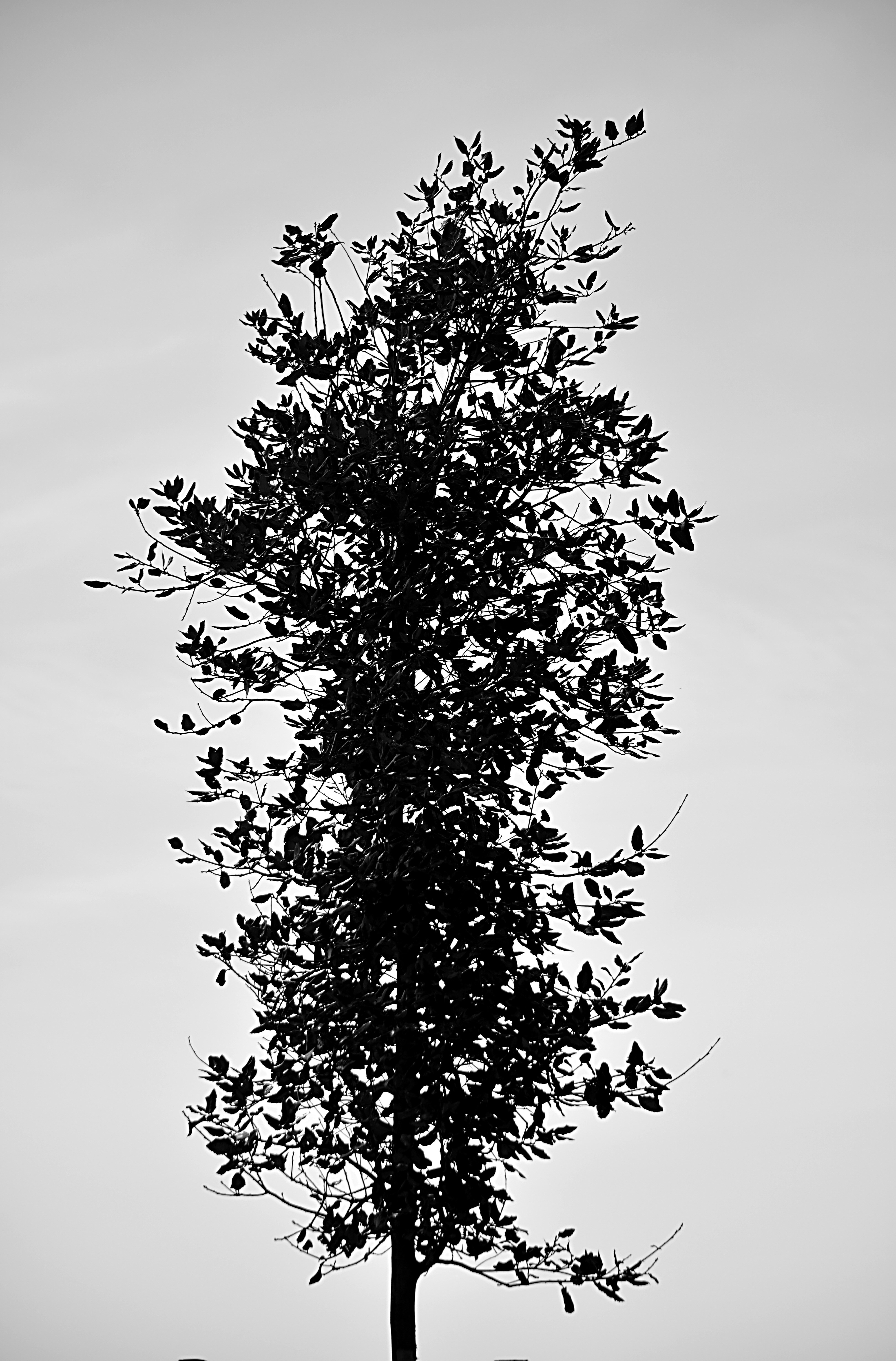 black leaved tree