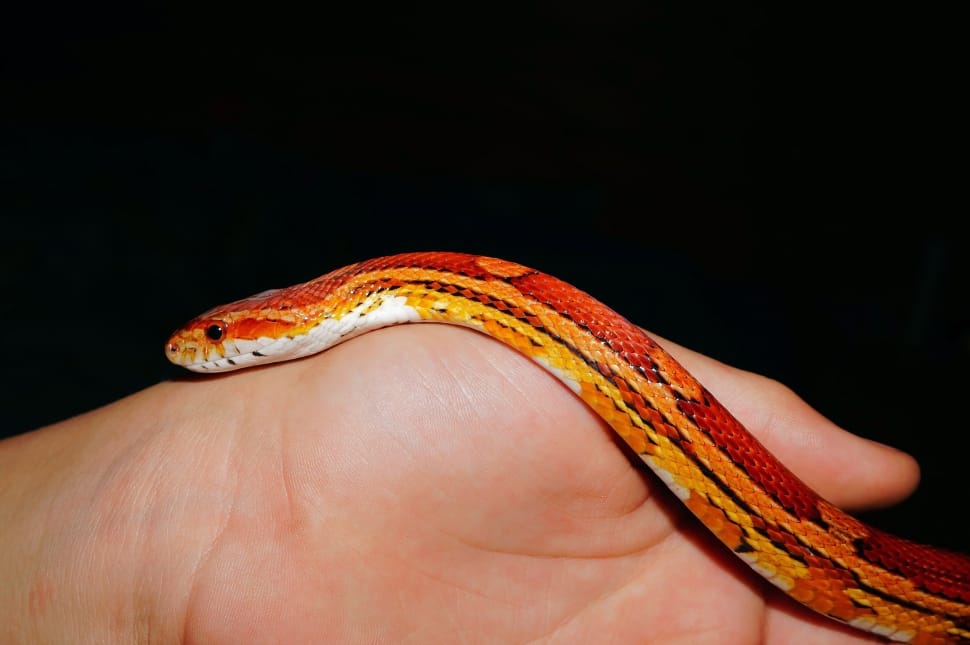 red yellow and white snake preview